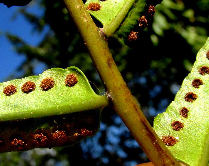 Sword Fern, NEPHROLEPIS EXALTATA, close-up of sori and pinnae bases