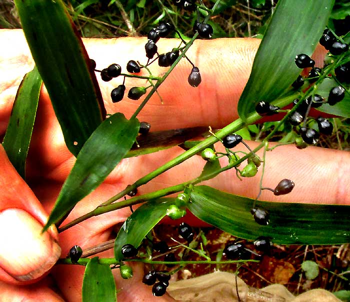 LASIACIS DIVARICATA, mature, black spikelets