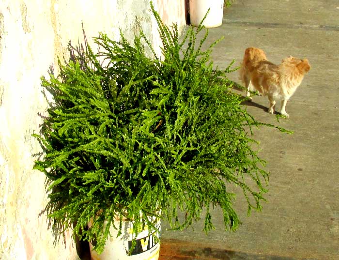 Pigmy Swordfern, NEPHROLEPIS CORDIFOLIA 'DUFFII'