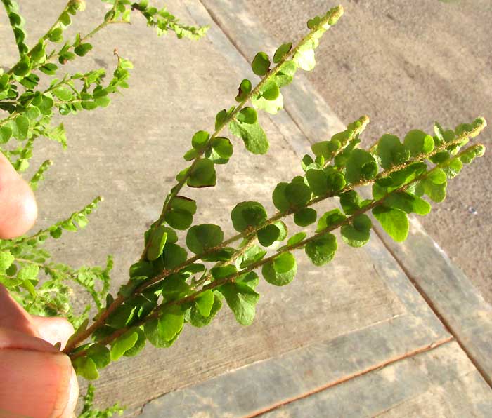 Pigmy Swordfern, NEPHROLEPIS CORDIFOLIA 'DUFFII' branched rachis