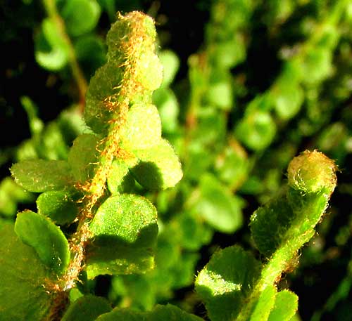 Pigmy Swordfern, NEPHROLEPIS CORDIFOLIA 'DUFFII' circinate frond tips