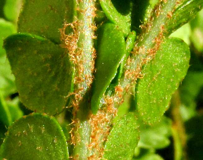 Pigmy Swordfern, NEPHROLEPIS CORDIFOLIA 'DUFFII' branched rachis close-up