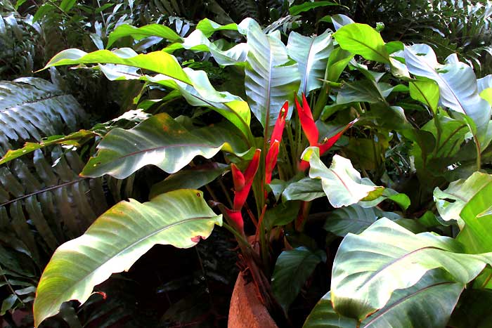 Heliconia cf. stricta 'Dwarf Jamaica Heliconia'