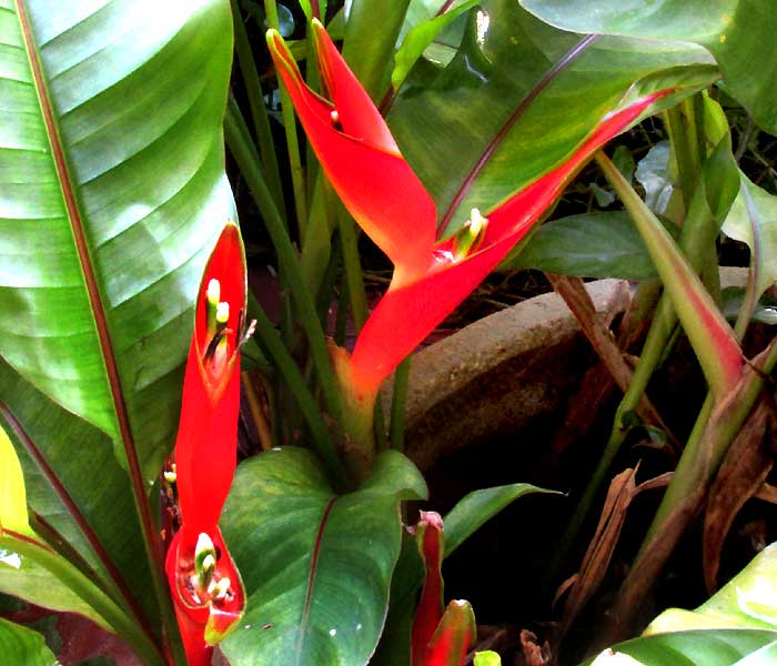 Heliconia cf. stricta 'Dwarf Jamaica Heliconia', flowering heads