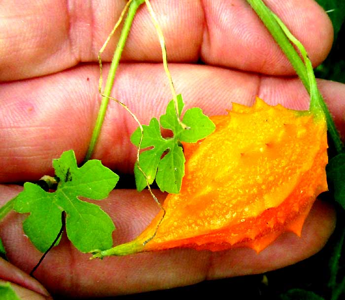 Balsam-pear, Momordica charantia, fruit & leaf