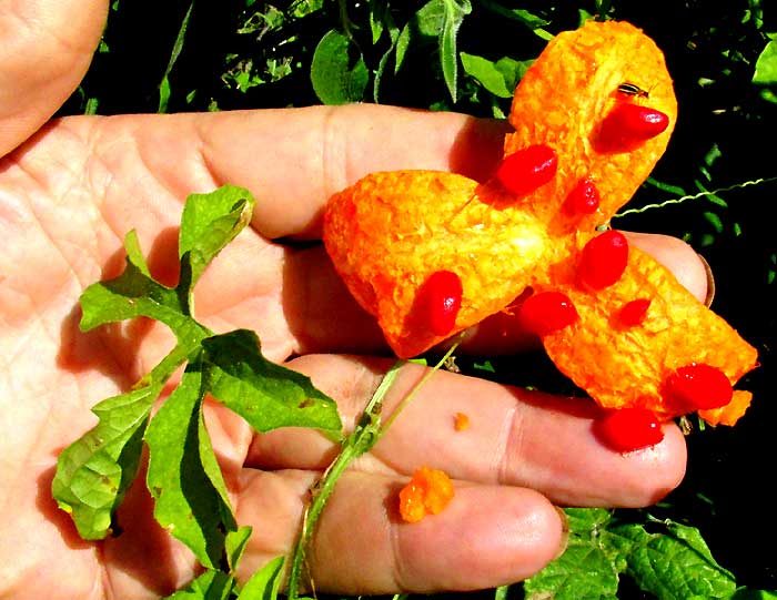 Balsam-pear, Momordica charantia, mature fruit displaying seeds