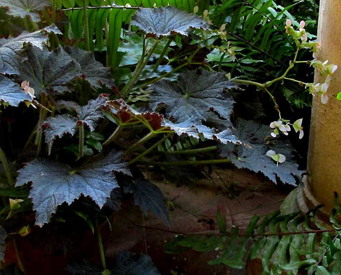 Castorbean-leafed Begonia, BEGONIA x RICINIFOLIA