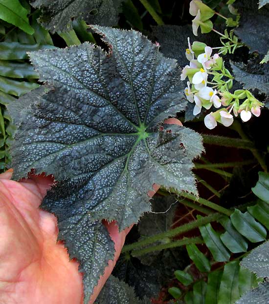 Castorbean-leafed Begonia, BEGONIA x RICINIFOLIA, leaf