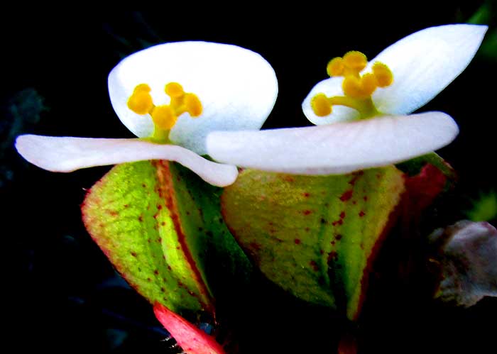 Castorbean-leafed Begonia, BEGONIA x RICINIFOLIA, female flowers with white petals