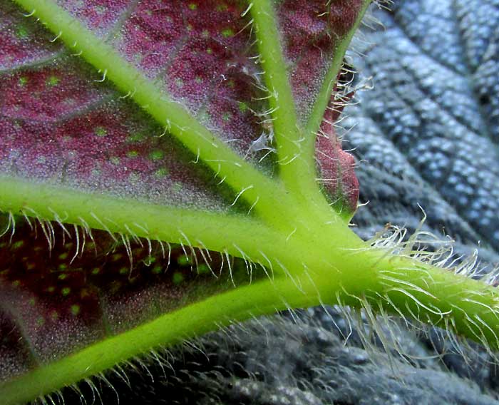 Castorbean-leafed Begonia, BEGONIA x RICINIFOLIA, white hairs veins on leaf veins of undersurface and petiole