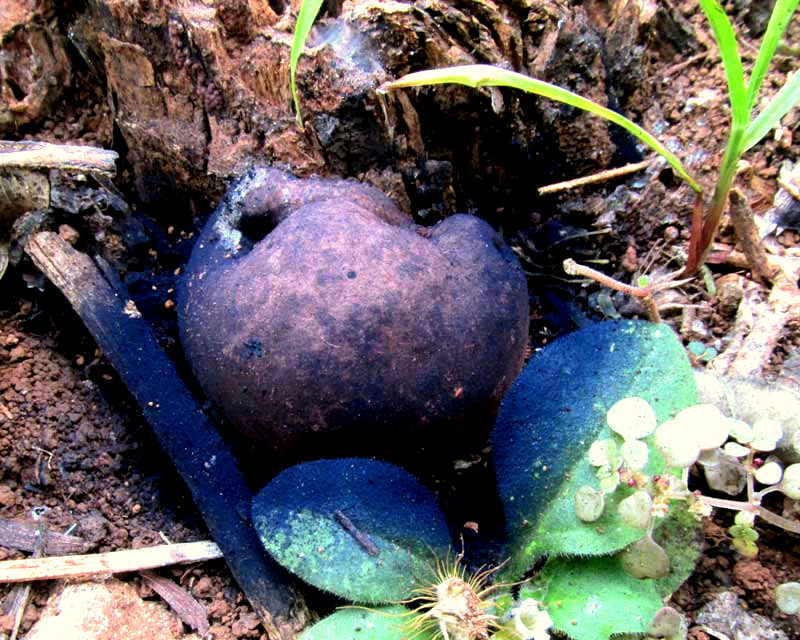 Earthball fungus, SCLERODERMA, surrounded by purplish spores