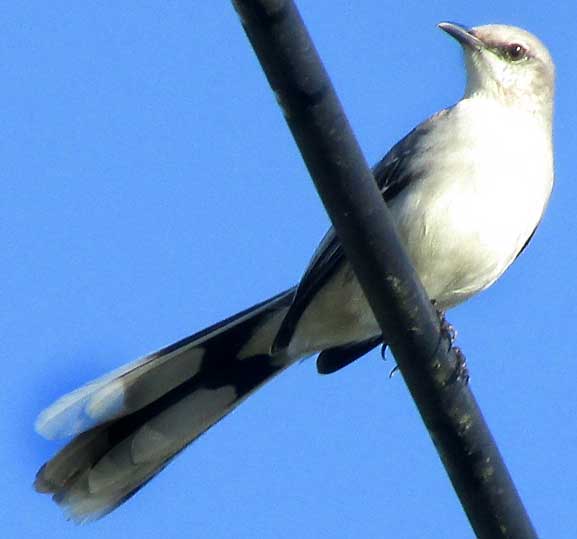 Tropical Mockingbird, MIMUS GILVUS, from below