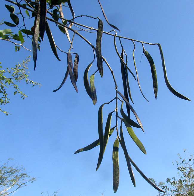 ARRABIDAEA FLORIBUNDA, fruit capsules