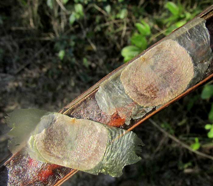 ARRABIDAEA FLORIBUNDA, winged seeds