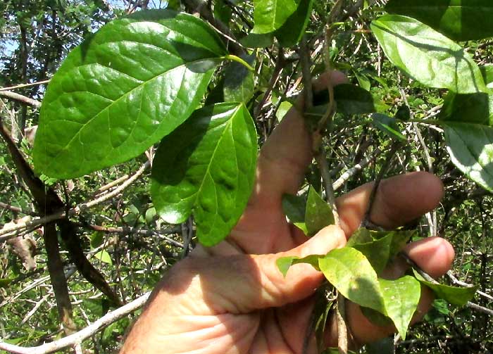 ARRABIDAEA FLORIBUNDA, leaves