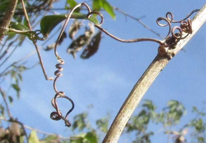 ARRABIDAEA FLORIBUNDA, tendril