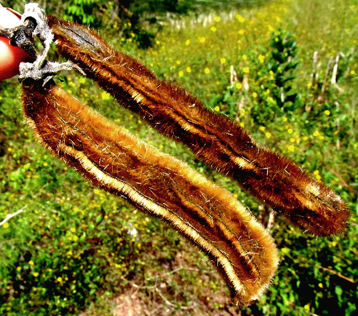 Pica-pica, MUCUNA PRURIENS, mature fruits