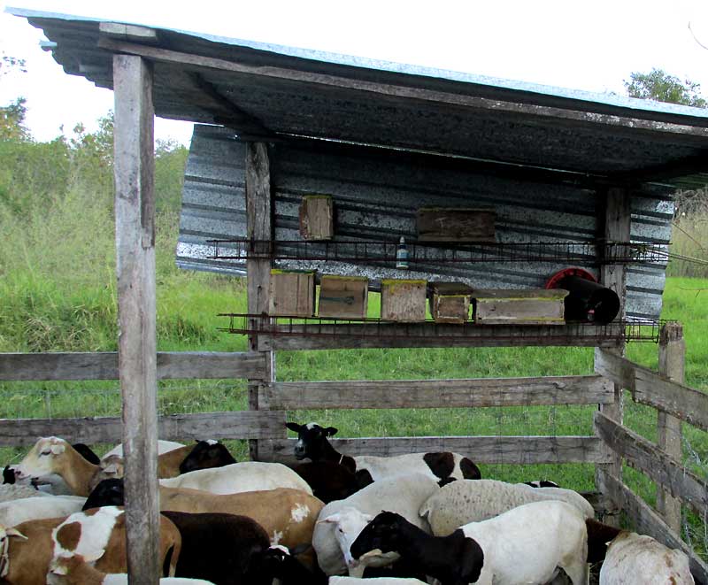 MELIPONA BEECHEII, Maya hives