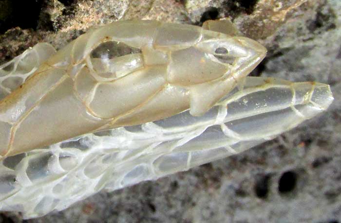 Shed skin of Ringed Snail-eater, SIBON SARTORII