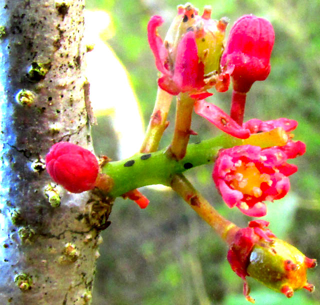 Red Mombin, SPONDIAS PURPUREA, flower ovaries and stamens