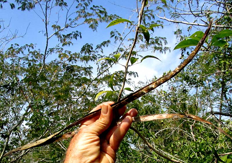 Cat's-claw Creeper, DOLICHANDRA UNGUIS-CATI, capsule