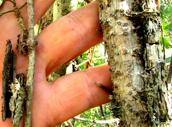 Cat's-claw Creeper, DOLICHANDRA UNGUIS-CATI, adventitious roots