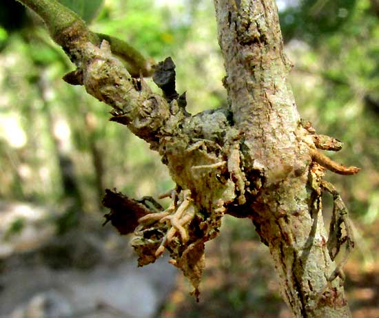 Cat's-claw Creeper, DOLICHANDRA UNGUIS-CATI, adventitious roots close up