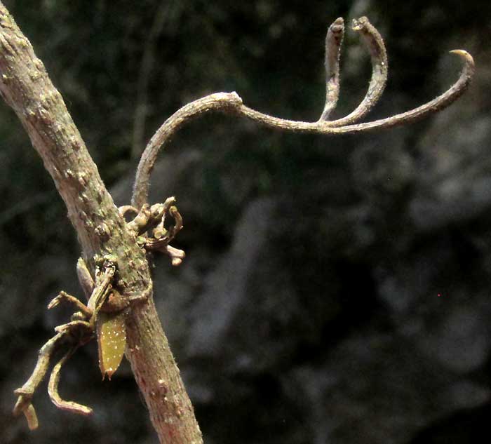 Cat's-claw Creeper, DOLICHANDRA UNGUIS-CATI, three-parted, uncinate tendril