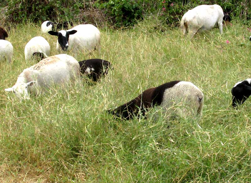 African Bermuda-grass, CYNODON NLEMFUENSIS, sheep grazing
