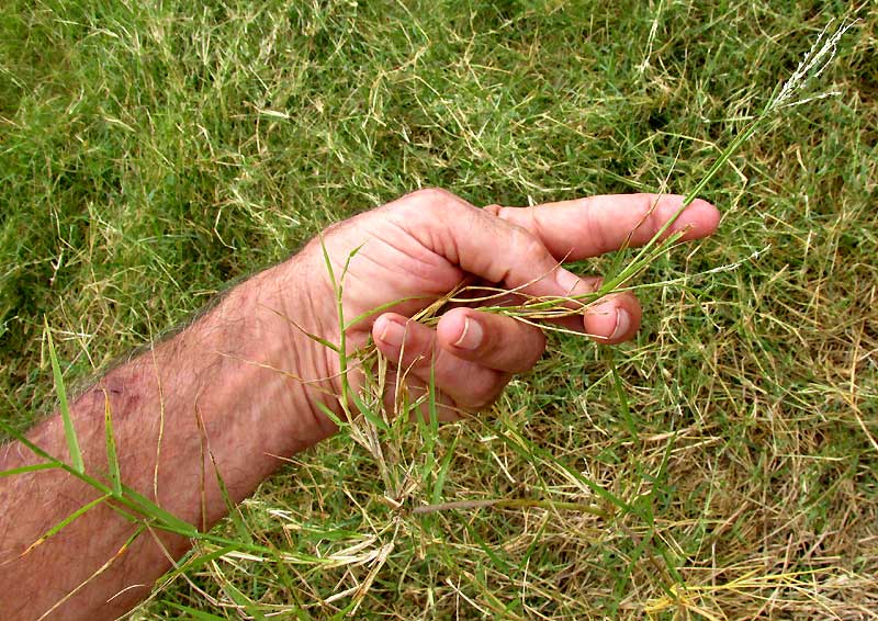 African Bermuda-grass, CYNODON NLEMFUENSIS, flowering stem