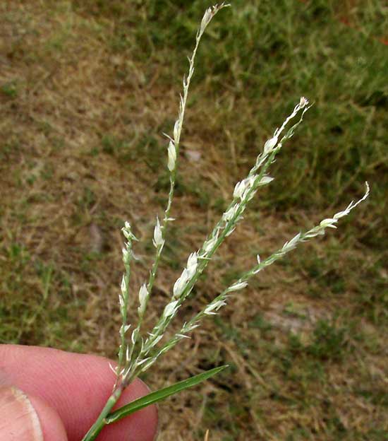 African Bermuda-grass, CYNODON NLEMFUENSIS, flowering head