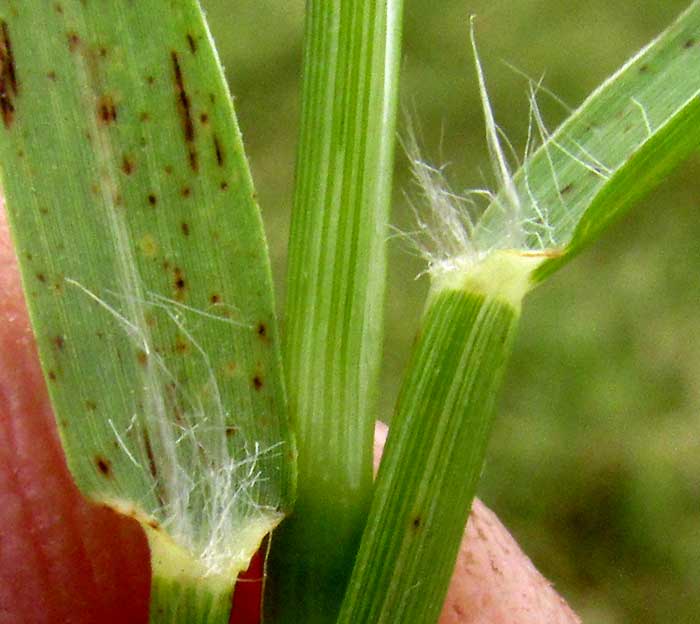 African Bermuda-grass, CYNODON NLEMFUENSIS, ligule