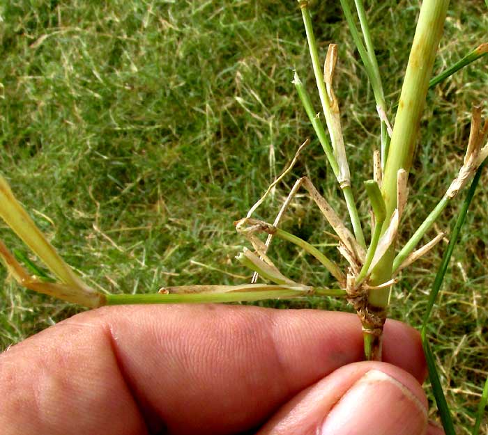 African Bermuda-grass, CYNODON NLEMFUENSIS, node with tufts of small stems