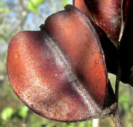 capsule of Wild Yam, DIOSCOREA POLYGONOIDES