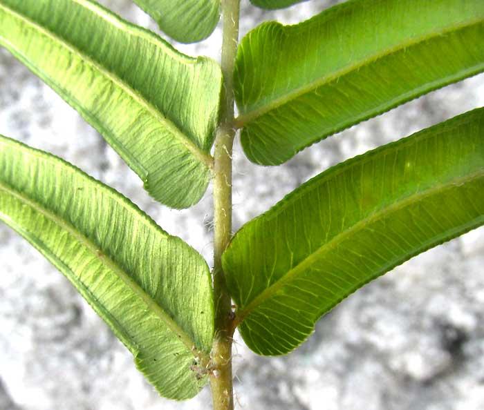 Chinese Brake, PTERIS VITTATA, pinnae undersides