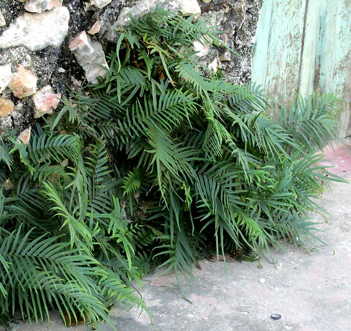 Chinese Brake, PTERIS VITTATA