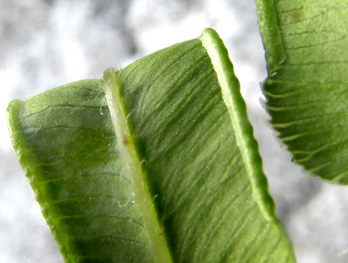 Chinese Brake, PTERIS VITTATA