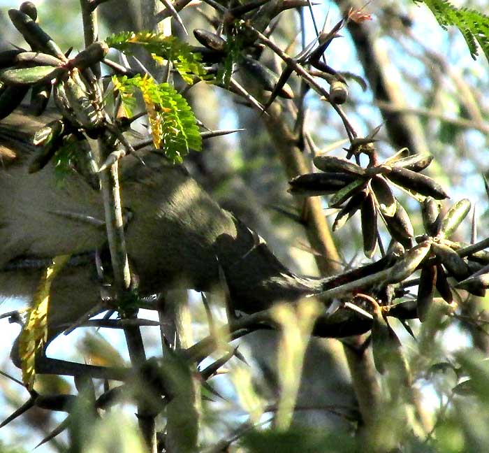 Plain Chachalaca feeding on open legumes of Bull-Horn Acacia, VACHELLIA [ACACIA] COLLINSII