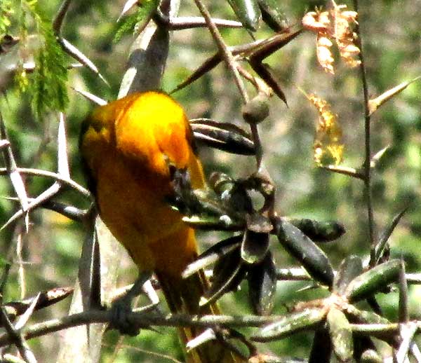 Altamira Oriole feeding on open legumes of Bull-Horn Acacia, VACHELLIA [ACACIA] COLLINSII