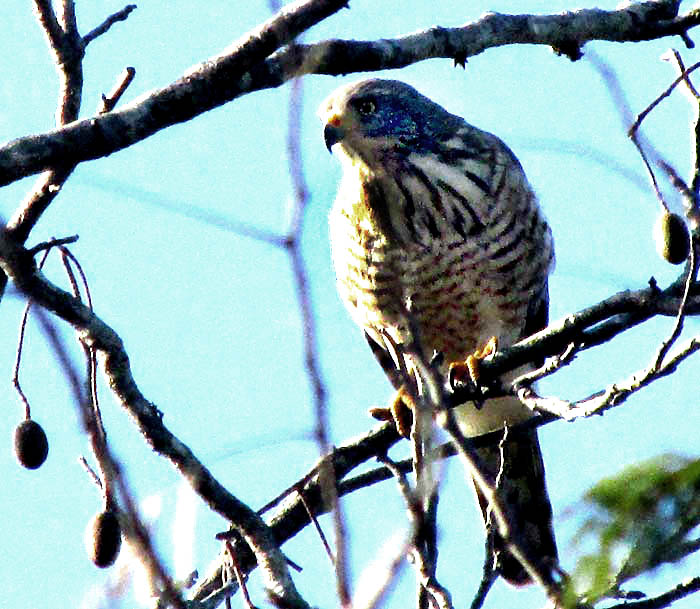 Roadside Hawk, BUTEO MAGNIROSTRIS