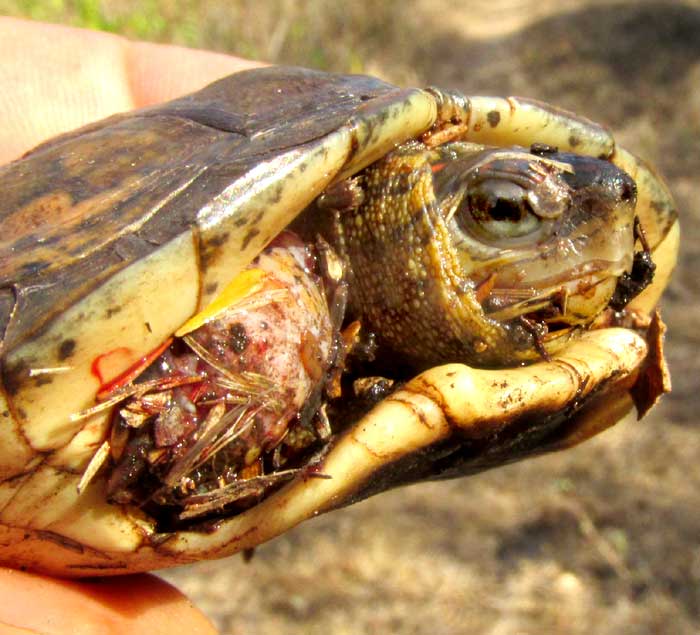 Furrowed Wood Turtle, RHINOCLEMMYS AREOLATA, unhinged plastron