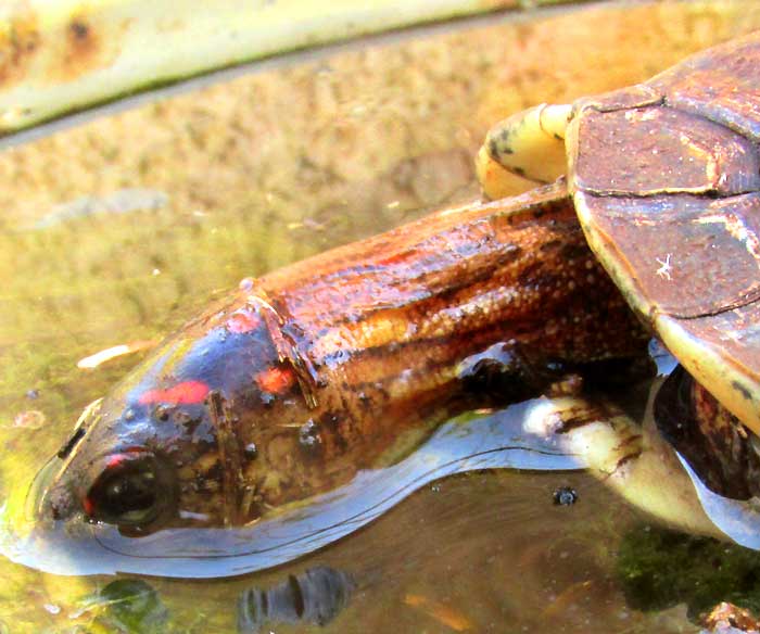 Furrowed Wood Turtle, RHINOCLEMMYS AREOLATA, young, drinking