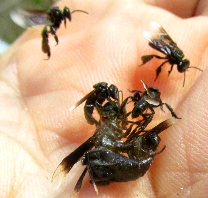 Predatory, carnivorous bee apparently with mandibles inserted into a wasp