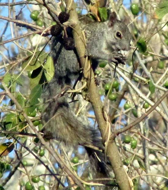 Yucatan Gray Squirrel, SCIURUS YUCATANENSIS, feeding