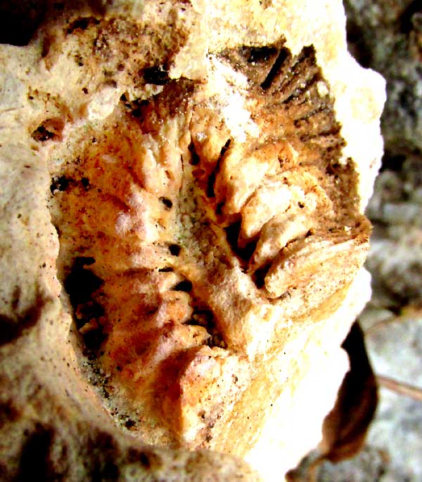 Fossil Eusmilia Coral, Smooth Flower Coral