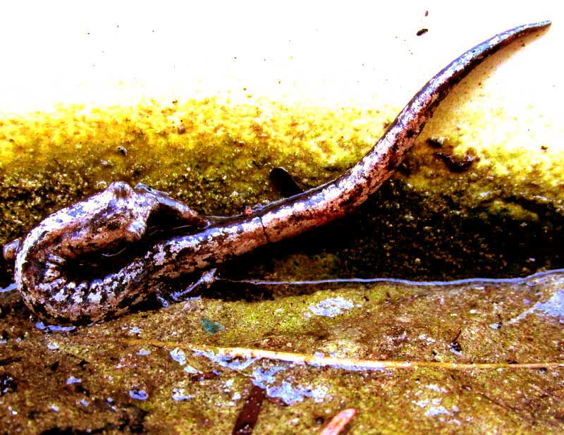 Yucatan Salamander, BOLITOGLOSSA YUCATANA