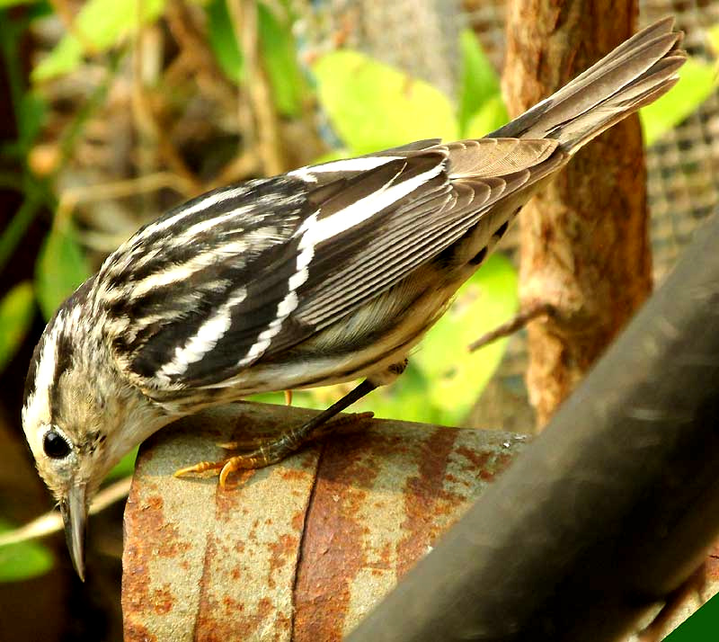 Black-and-white Warbler, MNIOTILTA VARIA, female