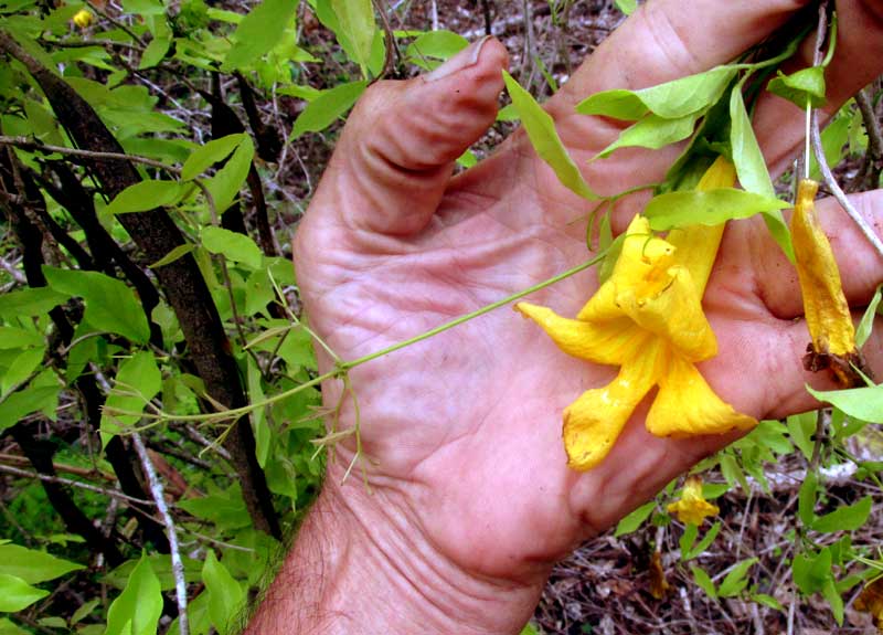 Cat's-claw Creeper, DOLICHANDRA UNGUIS-CATI, flower and fruit