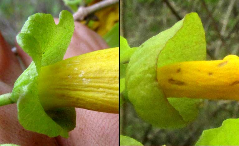 Cat's-claw Creeper, DOLICHANDRA UNGUIS-CATI, calyx variations