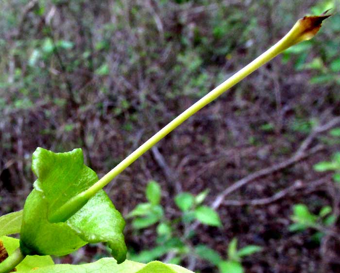 Cat's-claw Creeper, DOLICHANDRA UNGUIS-CATI, calyx without corolla